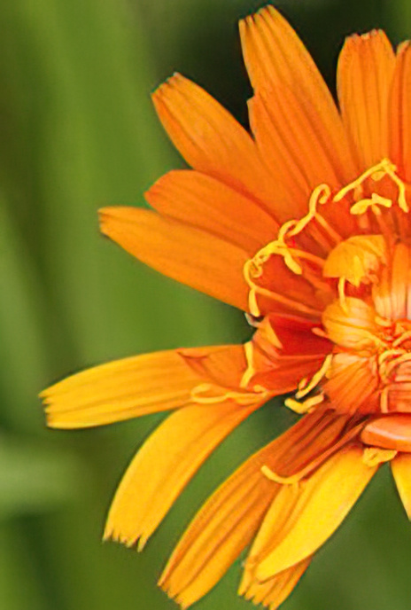 Golden Hawksbeard