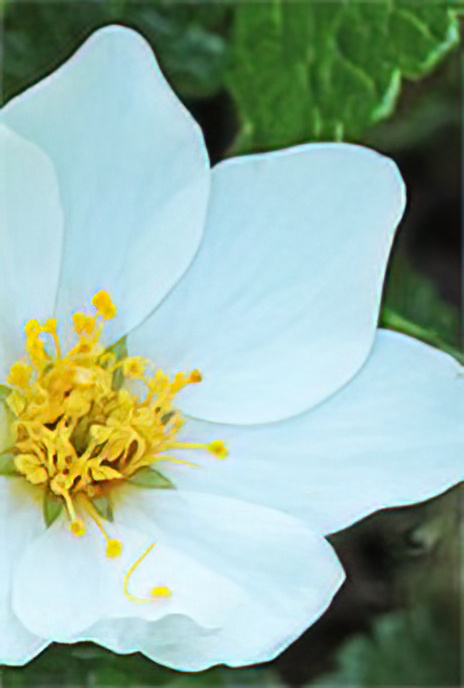 White Dryas