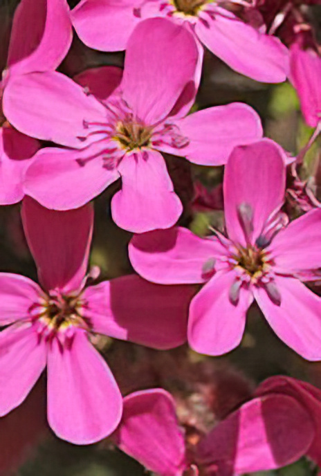 Moss Campion
