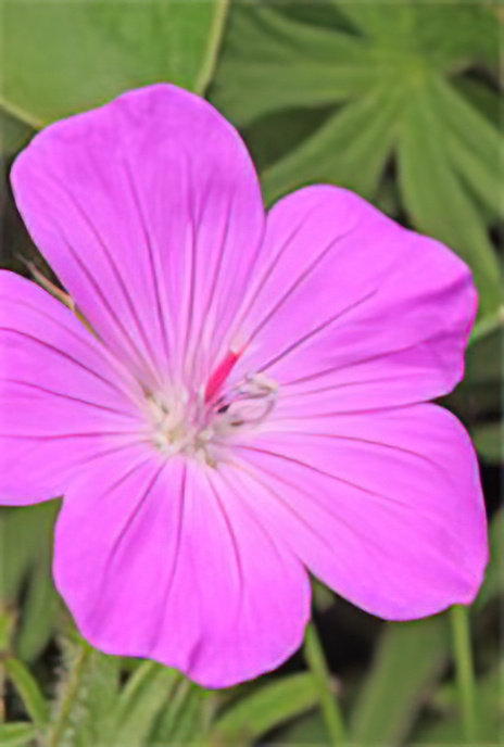 Bloody Crane’s Bill