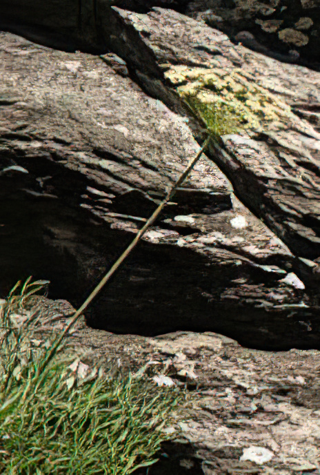 Sermountain or Mountain Cumin
