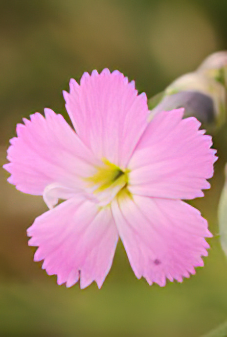 Wood Pink