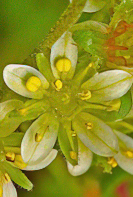 Musky Saxifrage