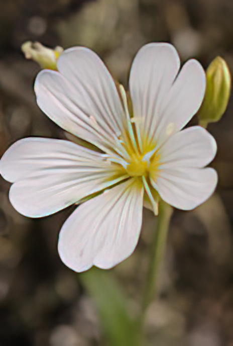 Alpine Mouse-ear Chickweed