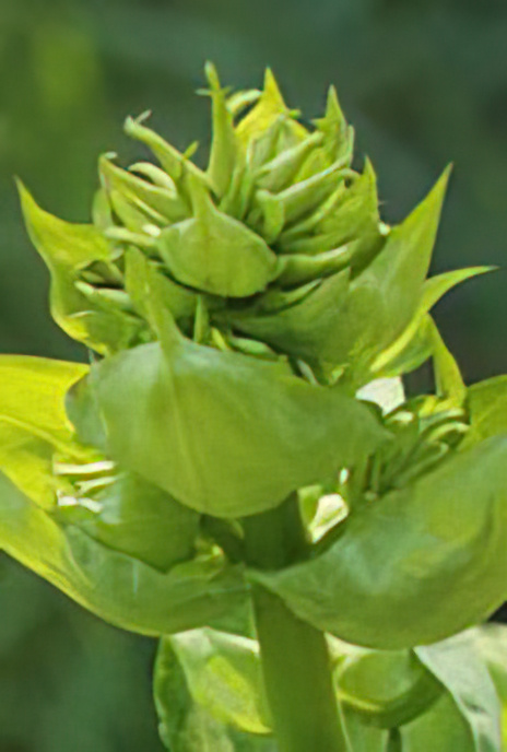 Great Yellow Gentian