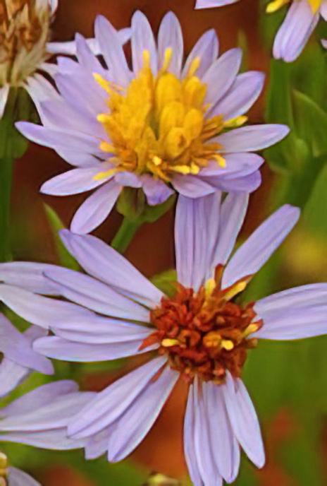 Sea Aster