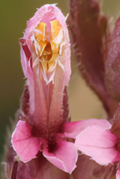 Red Bartsia