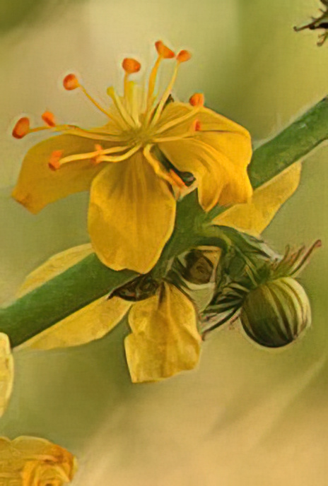 Common Agrimony