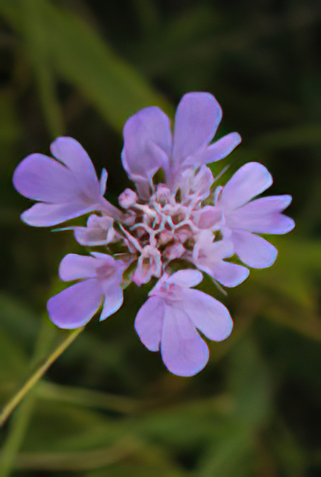 Small Scabious