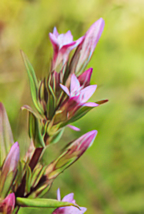 Felwort or Autumn Gentian