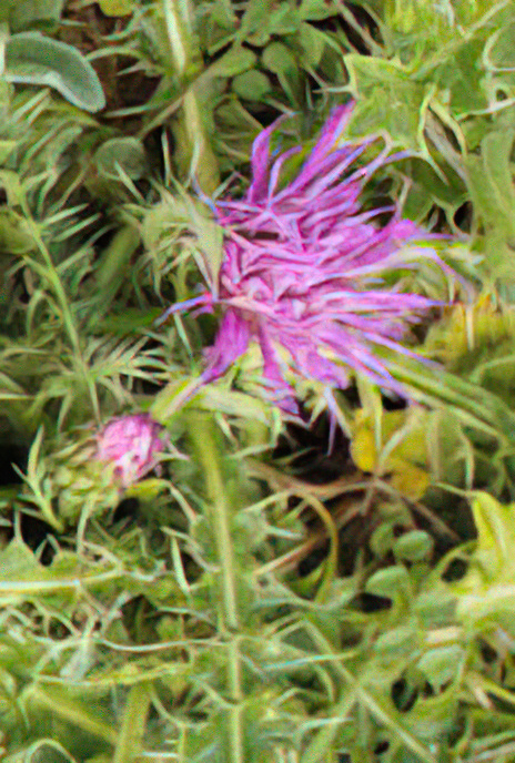 Ground Thistle