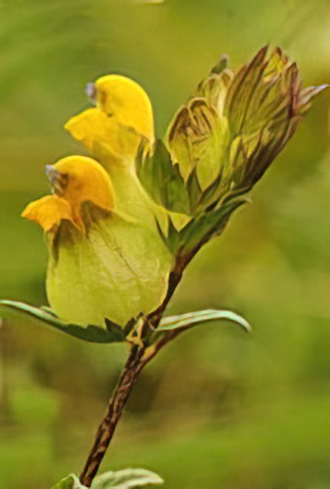 Yellow Rattle