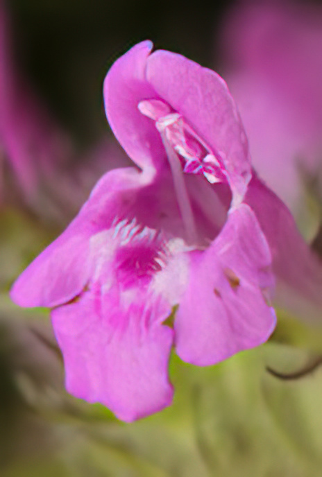 Cushion Calamint