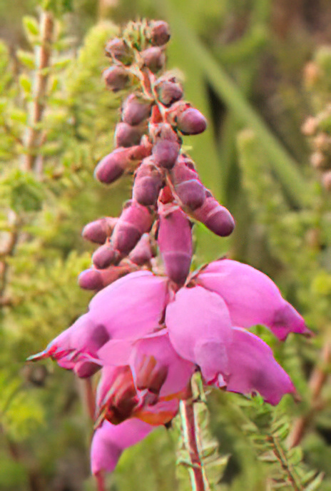 Dorset Heath
