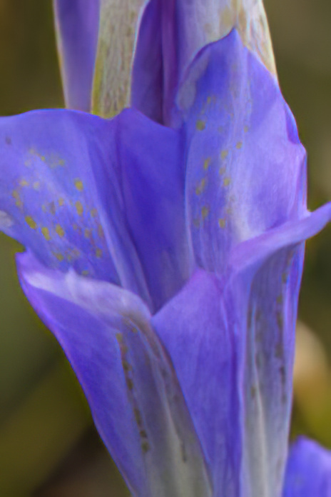 Marsh Gentian