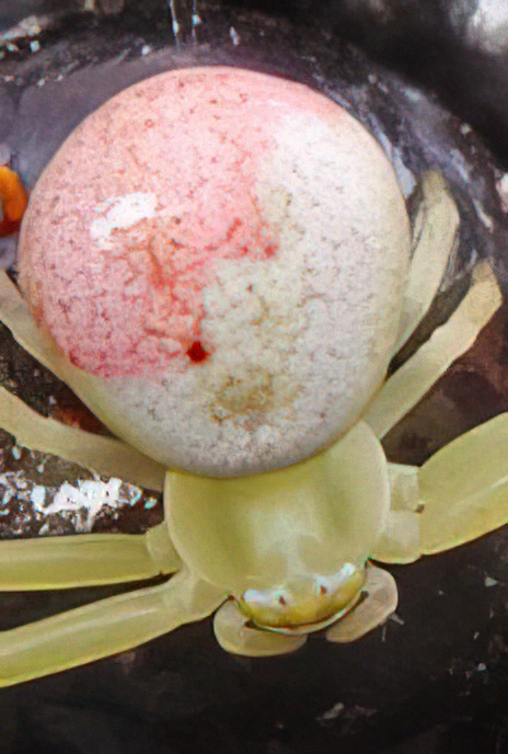 Golden Rod Crab Spider