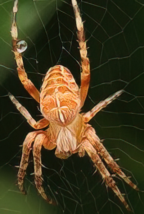 European Garden Spider