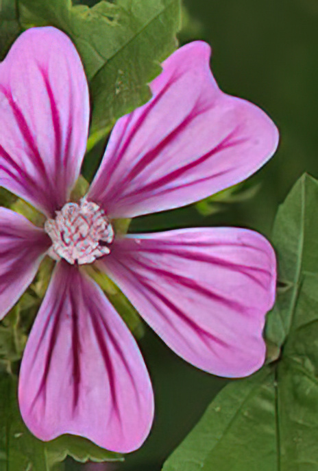 Common Mallow