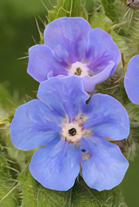 Alkanet
