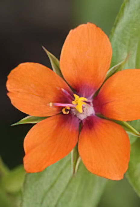 Scarlet Pimpernel