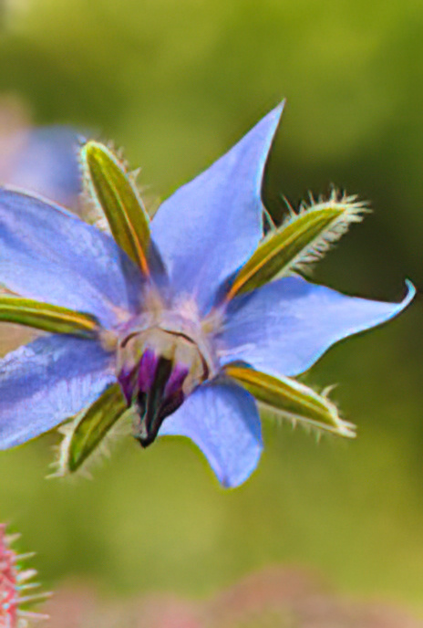 Borage