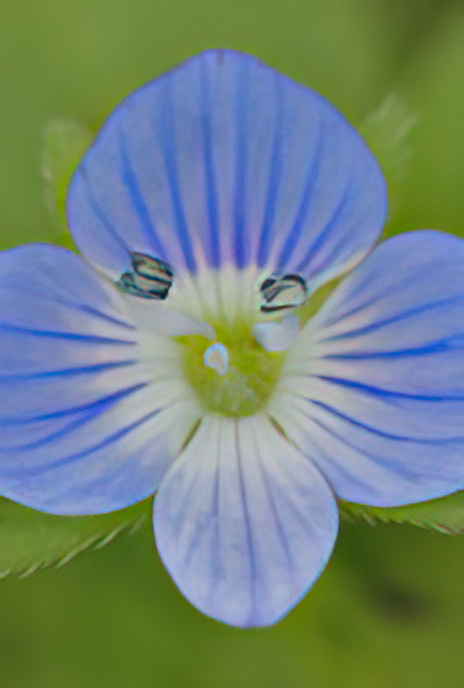 Field Speedwell
