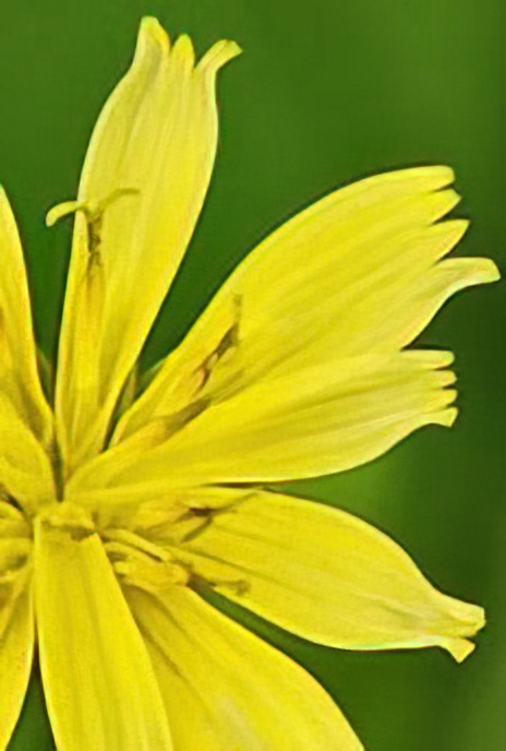 Nipplewort