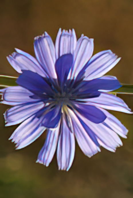 Chicory or Wild Succory