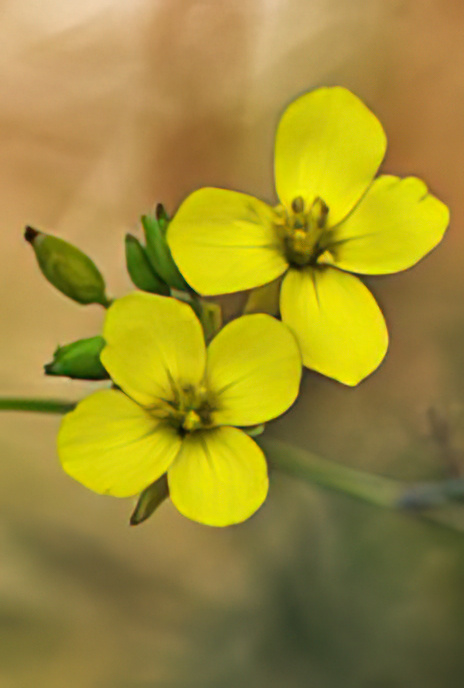 Perennial Wall Rocket