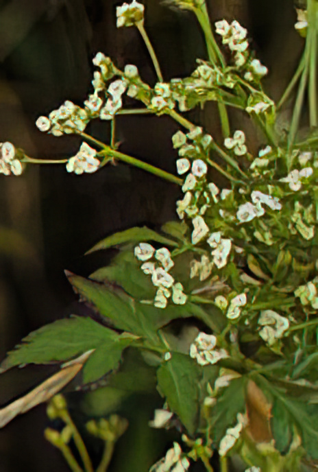 Stone Parsley