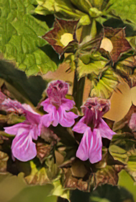 Black Horehound