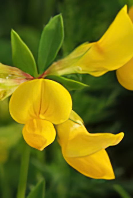 Bird’s Foot Trefoil