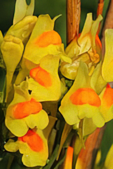 Common Toadflax