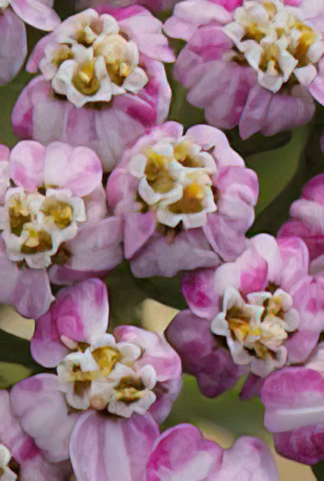 Yarrow
