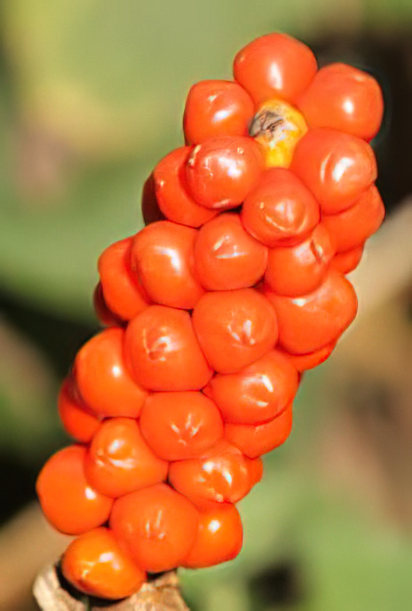 Lords-and-Ladies, Cuckoo-pint, Snake’s Head, Jack-in-the-Pulpit