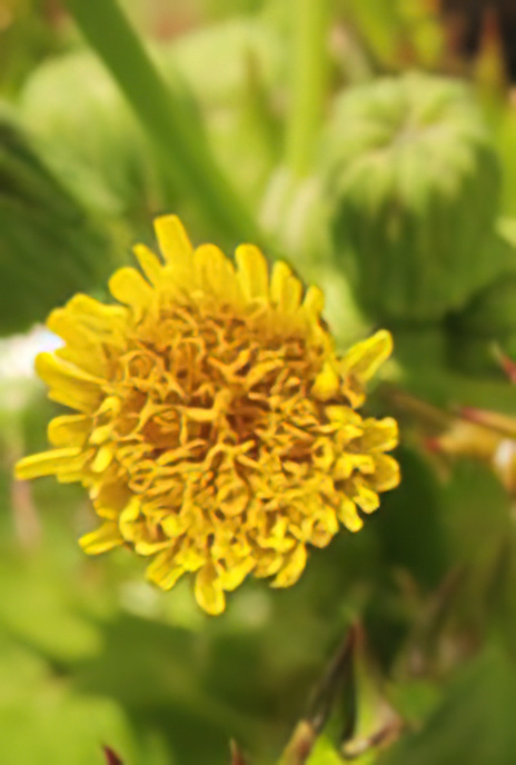 Prickly Sowthistle