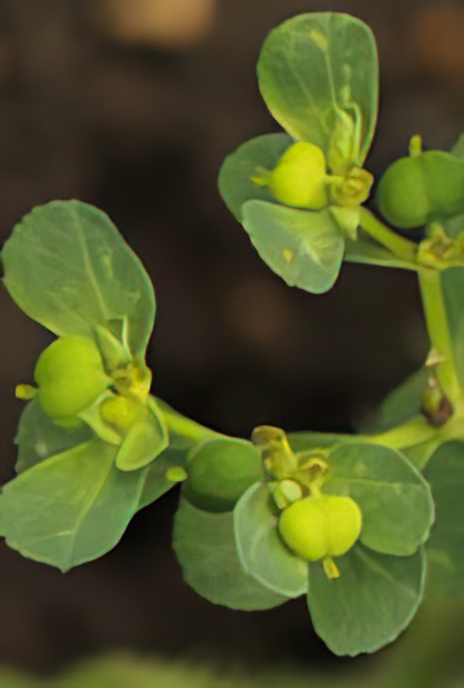 Sun Spurge