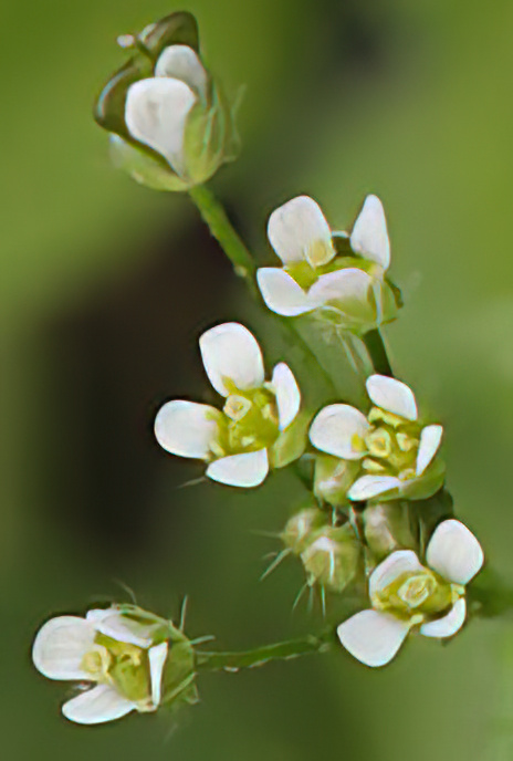 Shepherd’s Purse