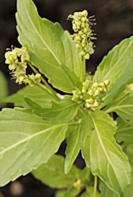 Annual Mercury