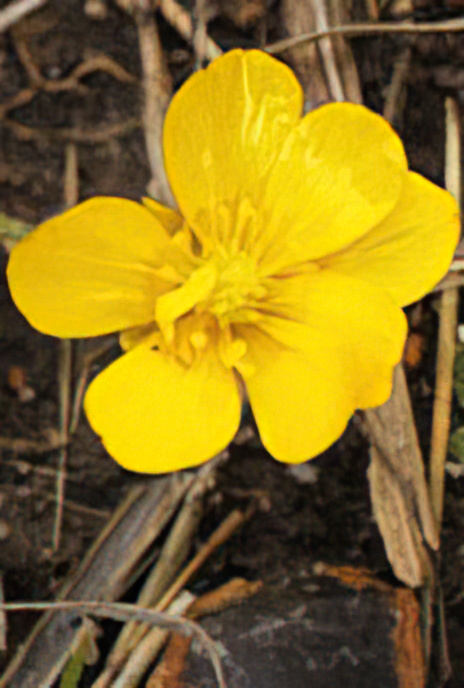 Creeping Buttercup