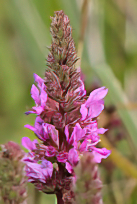 Purple Loosestrife