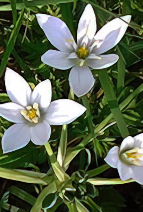 Star of Bethlehem