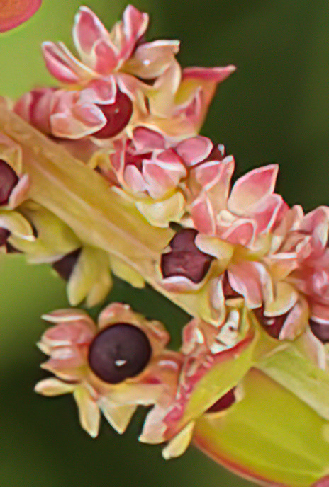 Many-seeded Goosefoot