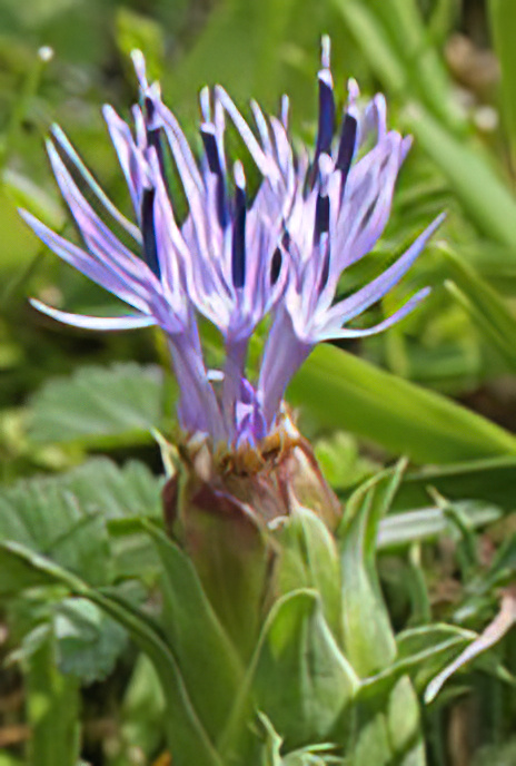 Distaff Thistle