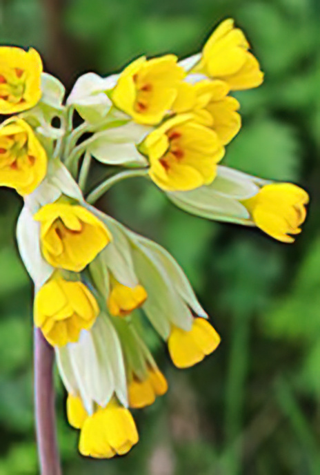 Cowslip