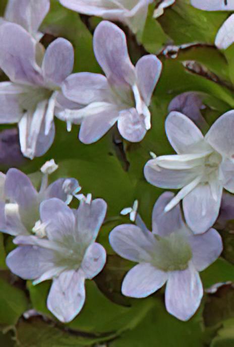 European Corn-salad or Lamb’s Lettuce