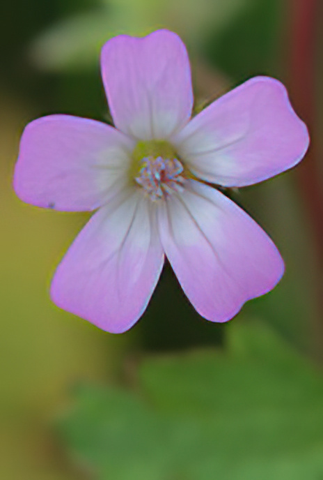 Round-leaved Cranesbill
