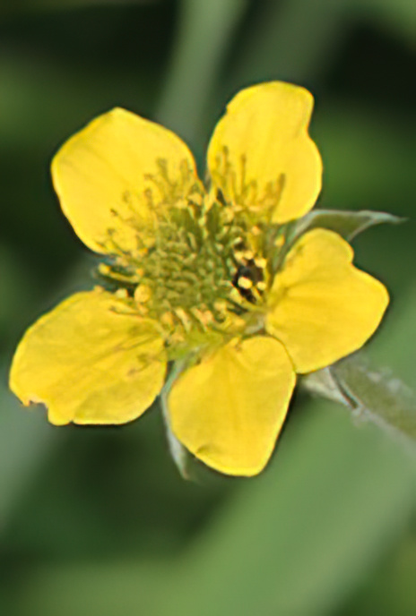 Wood Avens