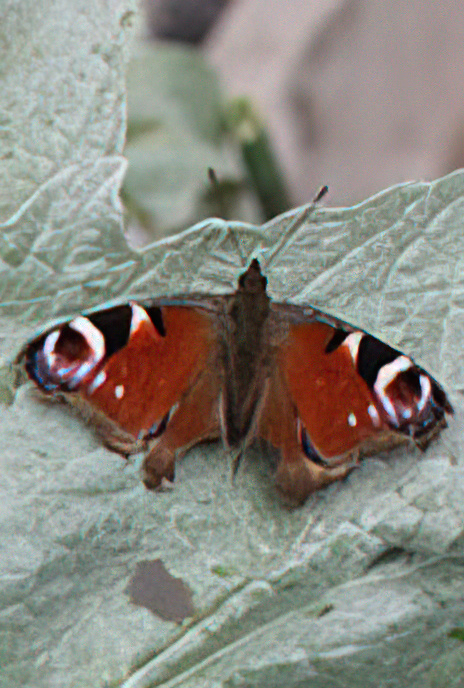 Peacock Butterfly