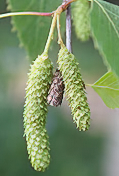 Silver Birch